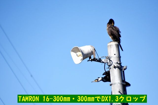 JPG_6736(16-300mm・対DX 1.3×クロップ).jpg